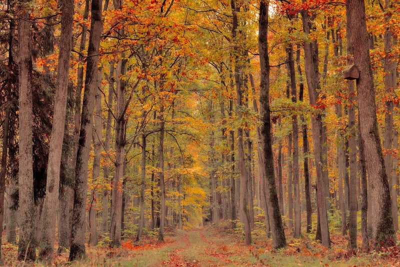 Autumn Leaves