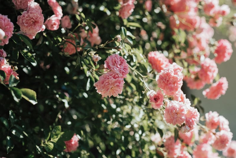 Garden Flowers