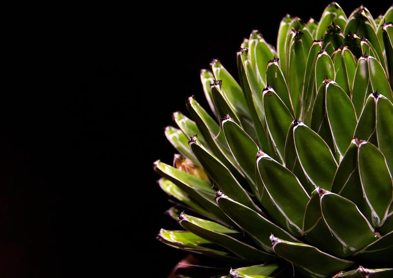 Desert Succulent