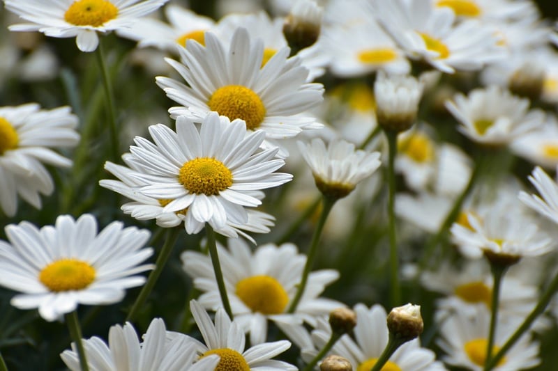 Summer Flowers